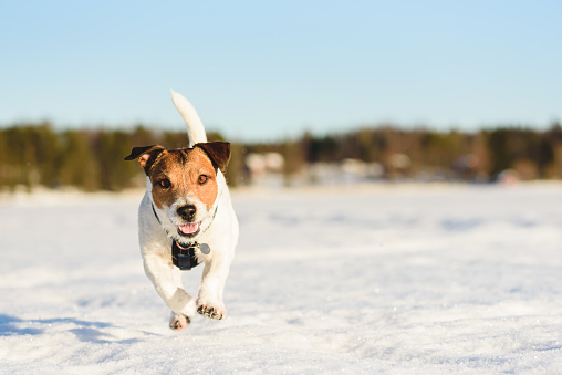Jack Russell Terrier running towards camera