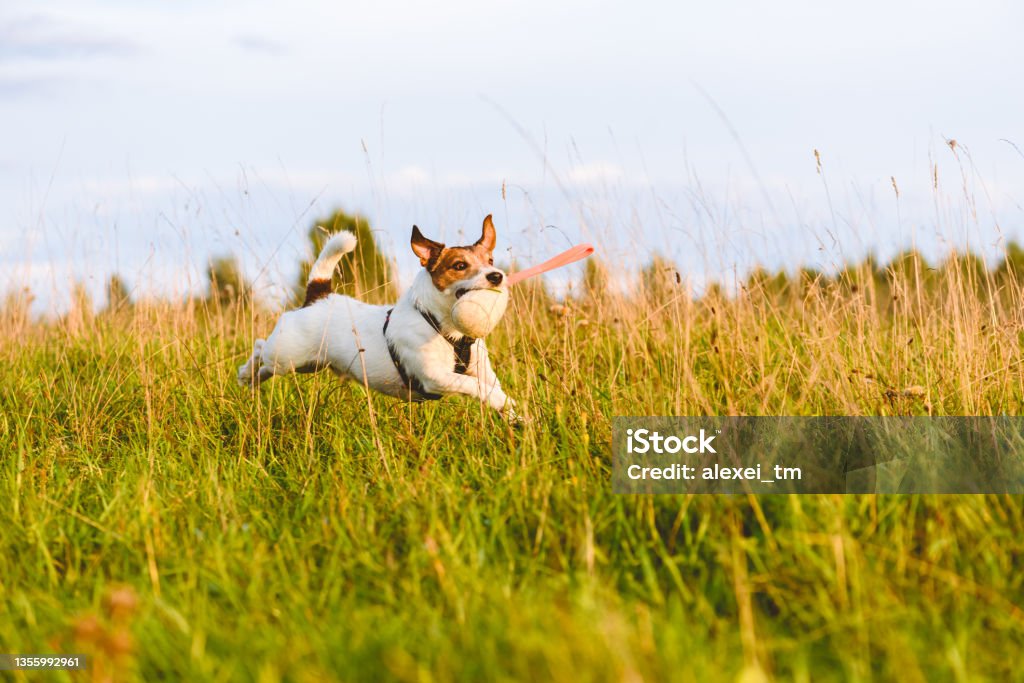 Active happy dog fetches game running through grass field. Jack Russell Terrier playing with toy. Jack Russell Terrier holding in mouth pet toy Dog Stock Photo