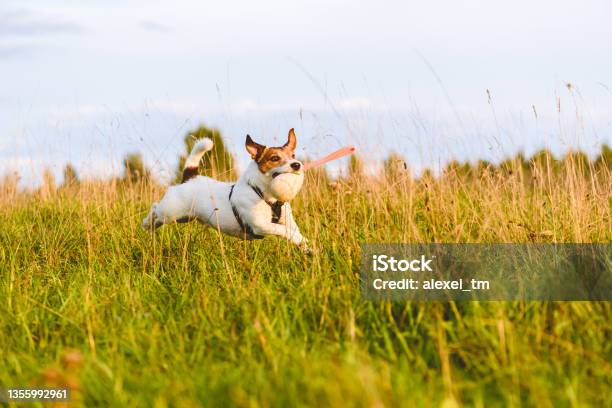 Active Happy Dog Fetches Game Running Through Grass Field Jack Russell Terrier Playing With Toy Stock Photo - Download Image Now