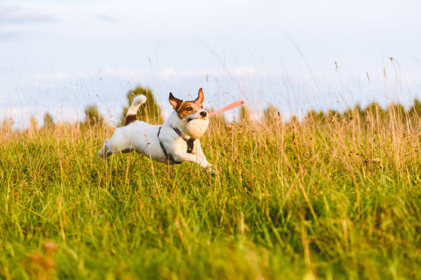 aktywny szczęśliwy pies przynosi grę biegnącą przez trawiaste pole. jack russell terrier bawiący się zabawką. - puppy dog toy outdoors zdjęcia i obrazy z banku zdjęć