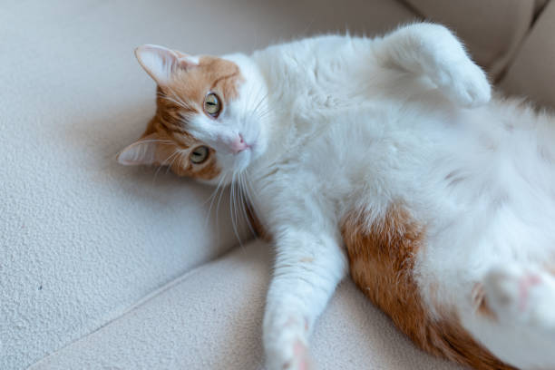 istock brown and white cat with yellow eyes lying on its back 1355993477