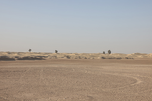 Trees in Desert in Dubai, United Arab Emirates