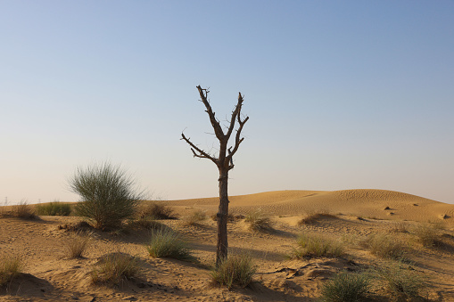 A dry trees in desert in Dubai, United Arab Emirates