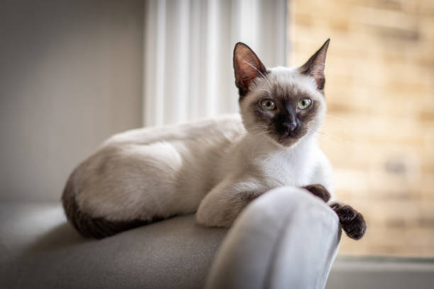 The kittens 14 week old kittens siamese cat stock pictures, royalty-free photos & images