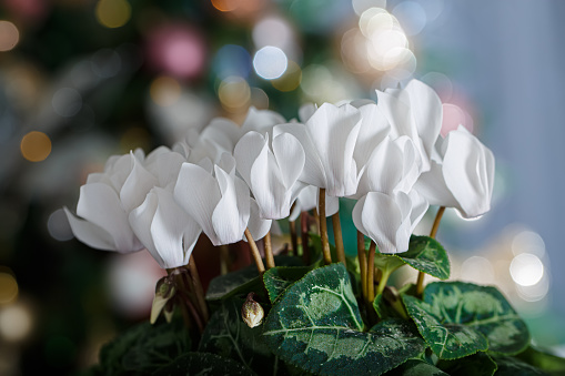 Close-up of white flower cyclamen and Christmas blurred background with bokeh. Shallow depth of field. The artistic intend and the filters. Soft focus.