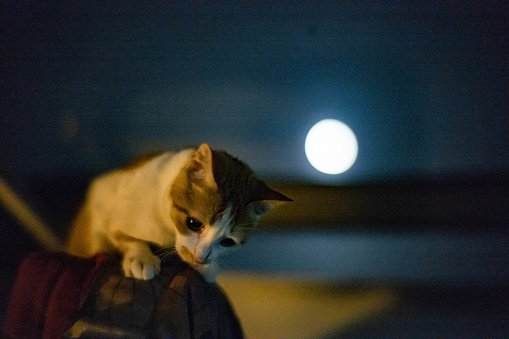 A quiet cat in the moonlight