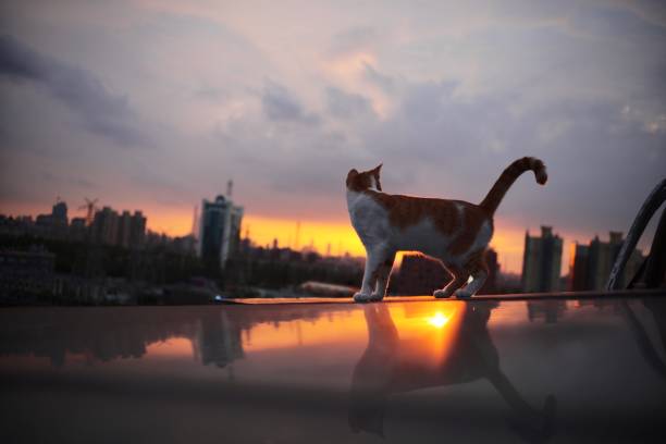 A cat perched on a fence watching the city sunset