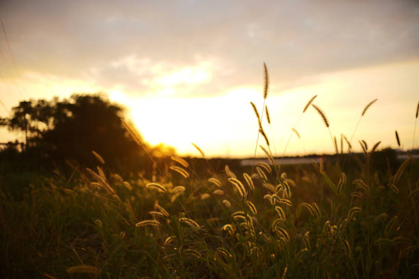 istock Golden fields of wheat in the sun 1355997686