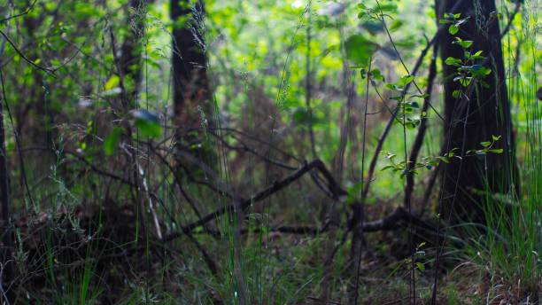 istock Macro of various wild plants 1355997845