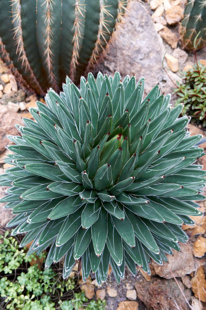 istock close up of a green cactus 1355997887