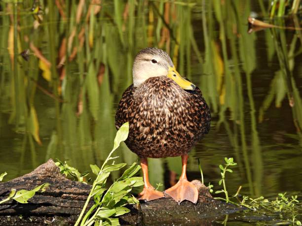 istock Mottled Duck (Anas fulvigula) male resting on a log 1355998910