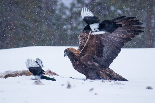 Majestic predator Golden eagle, Aquila chrysaetos, feeding on a carcass during a cold and harsh winter day near Kuusamo, Northern Finland.