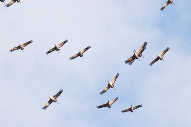 istock A large flock of Common cranes, Grus grus, flying during spring migration 1355999829