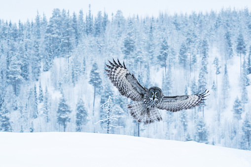 A large and graceful bird of prey Great Grey Owl (Strix nebulosa) flying over wintery taiga landscape near Kuusamo in Northern Finland.