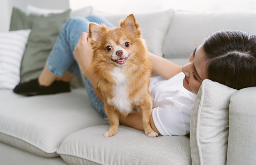 Portrait of beautiful young Asian woman lying on sofa with brown pretty chihuahua pet dog looking at camera in living room of her cozy house. People and dogs, pets adoption, Friendly Concept.