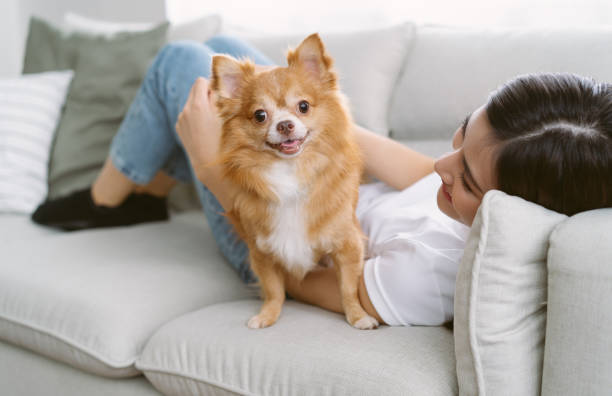 retrato de uma linda jovem asiática deitada no sofá com um cachorro de estimação chihuahua marrom olhando para a câmera na sala de estar de sua aconchegante casa. pessoas e cães, adoção de animais de estimação, conceito amigável. - pets embracing one person portrait - fotografias e filmes do acervo