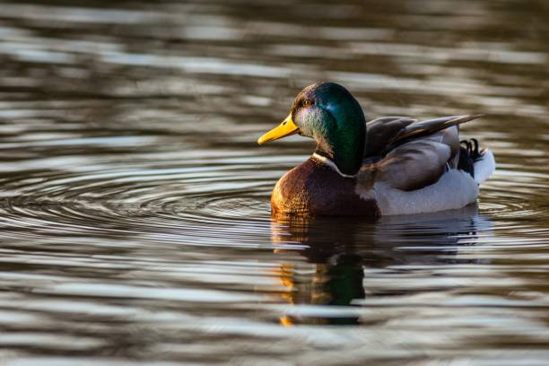istock A mallard duck, colorful drake with yellow beak 1356002956
