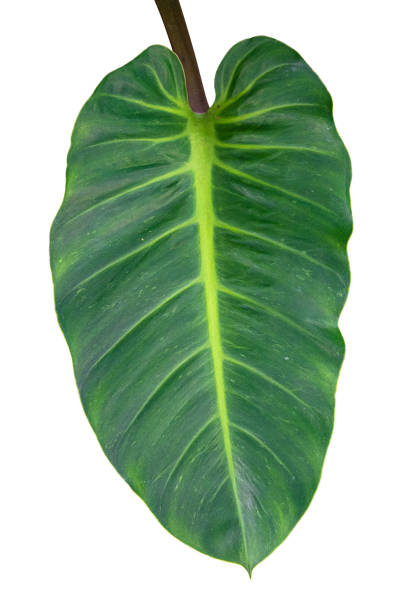 istock Green leaf isolated on white background with clipping path. 1356003305