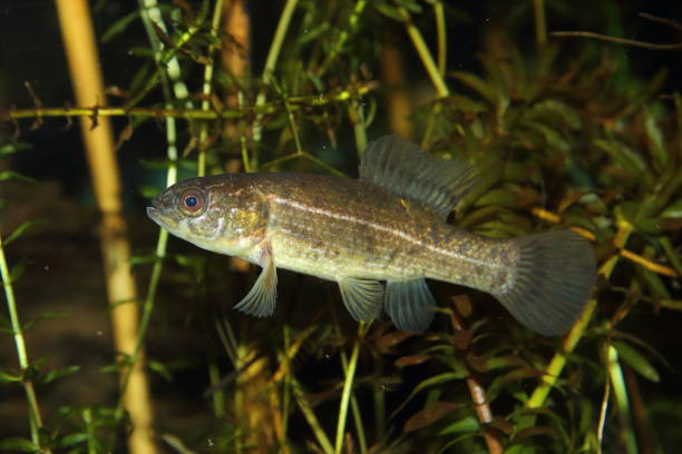 istock European mudminnow (Umbra krameri) in natural habitat 1356004037