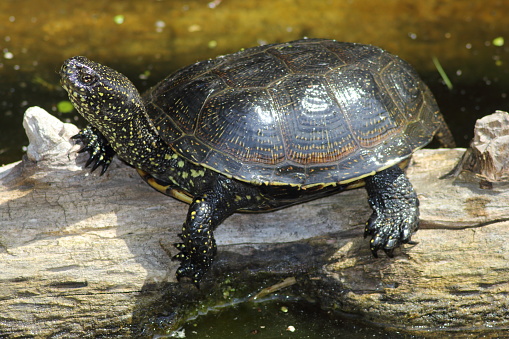 European pond turtle (Emys orbicularis) in natural habitat