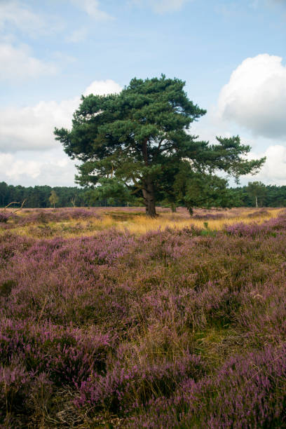 istock Heathland nature reserve Groote Zand 1356004276