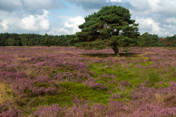 istock Heathland nature reserve Groote Zand 1356004302