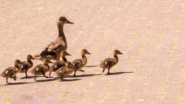 istock Duck with ducklings. Birds in the wild nature 1356004314