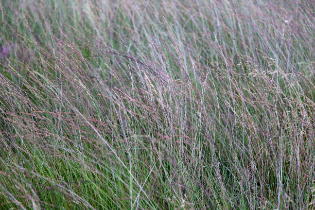 Dense vegetation of Purple moor-grass Molinia caerulea molinia caerulea stock pictures, royalty-free photos & images