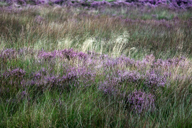 Heathland partly overgrown by Purple moorgrass Molinia caerulea molinia caerulea stock pictures, royalty-free photos & images