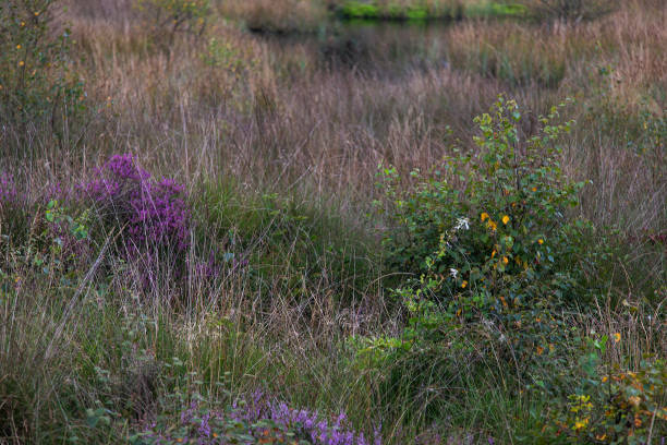Heathland partly overgrown by Purple moorgrass Molinia caerulea molinia caerulea stock pictures, royalty-free photos & images