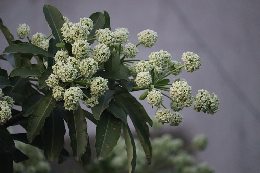 Alstonia scholaris, commonly called blackboard tree or Saptaparni or devil's tree. It's an evergreen ornamental tropical tree from Apocynaceae family. Though it is a toxic plant, it has medicinal use