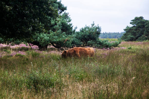 Scottish cow in Dutch heathland nature reserve Hijkerveld Midden-Drenthe, Drenthe, Netherlands molinia caerulea stock pictures, royalty-free photos & images