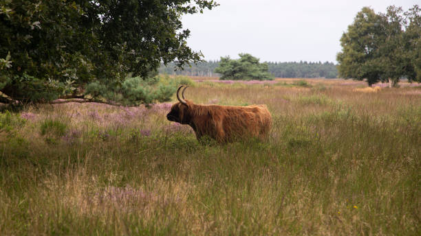 Scottish cow in Dutch heathland nature reserve Midden-Drenthe, Drenthe, Netherlands molinia caerulea stock pictures, royalty-free photos & images