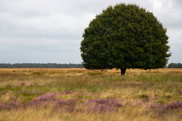 Solitary Common oak on Dutch heathland nature reserve Hijkerveld Midden-Drenthe, Drenthe, Netherlands molinia caerulea stock pictures, royalty-free photos & images