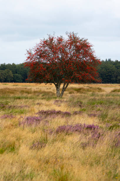 Red colored Hawthorn (Crataegus monogyna) on Dutch heathland nature reserve Hijkerveld Midden-Drenthe, Drenthe, Netherlands molinia caerulea stock pictures, royalty-free photos & images