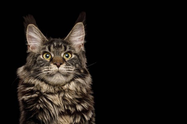 istock Huge Maine Coon Cat Isolated on Black Background 1356005261