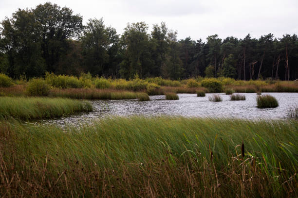istock Dutch heathland nature reserve Hijkerveld 1356005272