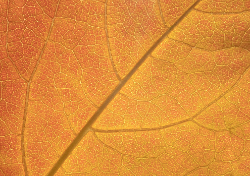 Close-up photo of yellow autumn leaf.