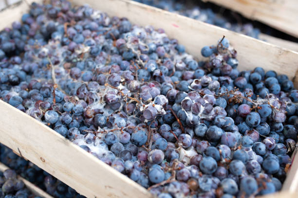 istock Spoiled grapes in a box covered with mold 1356006042