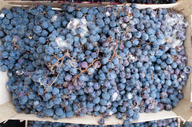 istock Top view of moldy grapes 1356006043