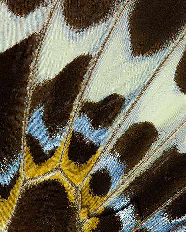 Close-up of a butterfly (Papilio gigon verso) wing