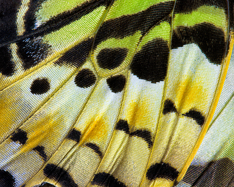 Leaf butterfly (Kallima inachus) on green leaf.