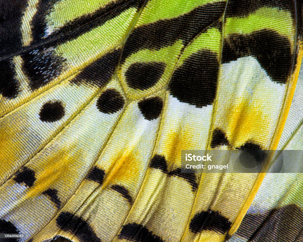 Butterfly wing abstract Close-up of a butterfly (Graphium antiphates verso) wing Butterfly - Insect Stock Photo
