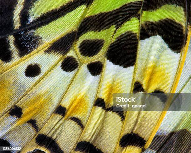 Butterfly Wing Abstract Stock Photo - Download Image Now - Butterfly - Insect, Animal Wing, Close-up