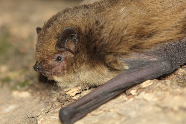 istock soprano pipistrelle (Pipistrellus pygmaeus) in natural habitat 1356006143