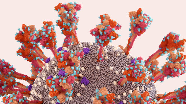 SARS-CoV-2 Spike Protein glycan shield (in blue) thwart the host immune response.
Coronavirus structure. SARS-CoV-2 Spike Protein glycan shield (in blue) thwart the host immune response.
Coronavirus structure. b117 covid 19 variant photos stock pictures, royalty-free photos & images