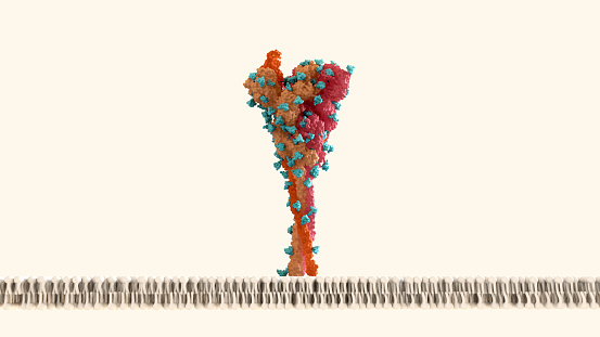 El escudo de glicanos de la proteína espiga del SARS-CoV-2 (en azul) frustra la respuesta inmune del huésped.
Estructura del coronavirus. photo