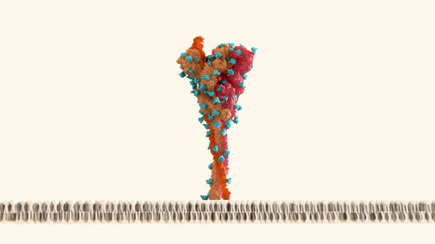 istock SARS-CoV-2 Spike Protein glycan shield (in blue) thwart the host immune response.Coronavirus structure. 1356006425