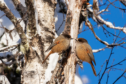 Tender moment of a pair of small and cute Siberian jays, Perisoreus infaustus, during a cold winter day in Finnish Lapland, Northern Europe.