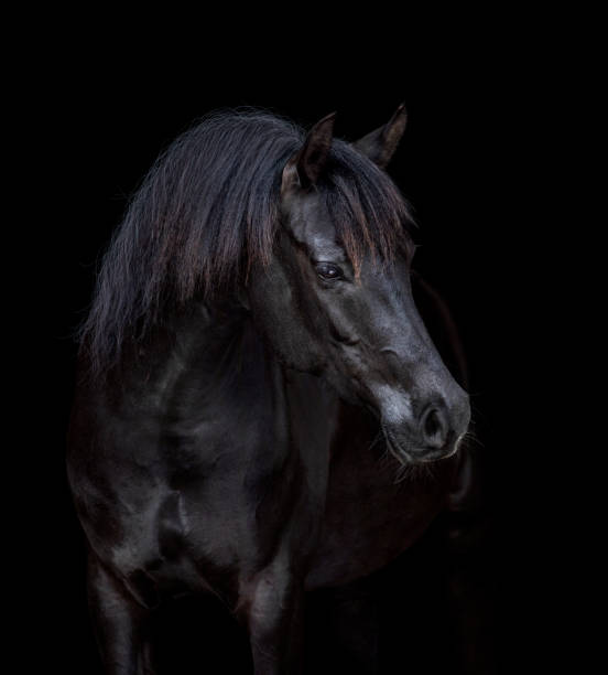 istock Portrait of black elegance horse isolated on black background. 1356007714